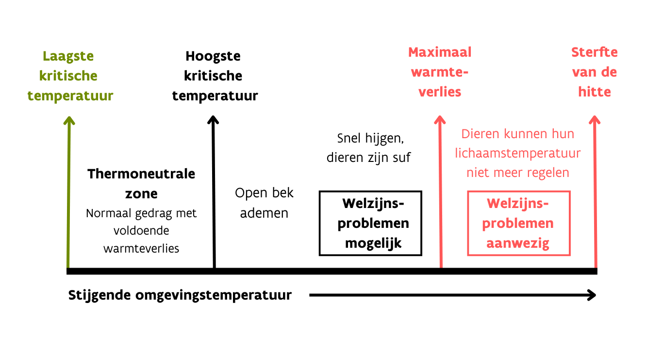 Thermoneutrale zone kip