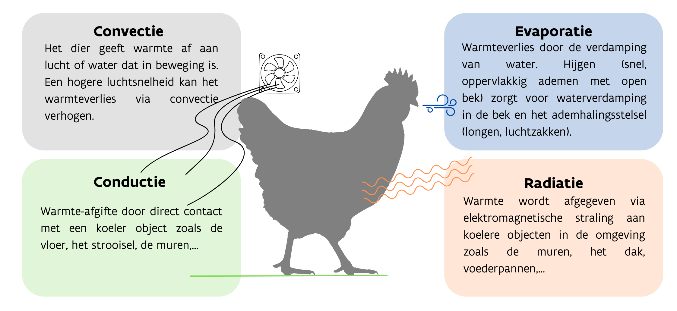 Warmteverlies kip