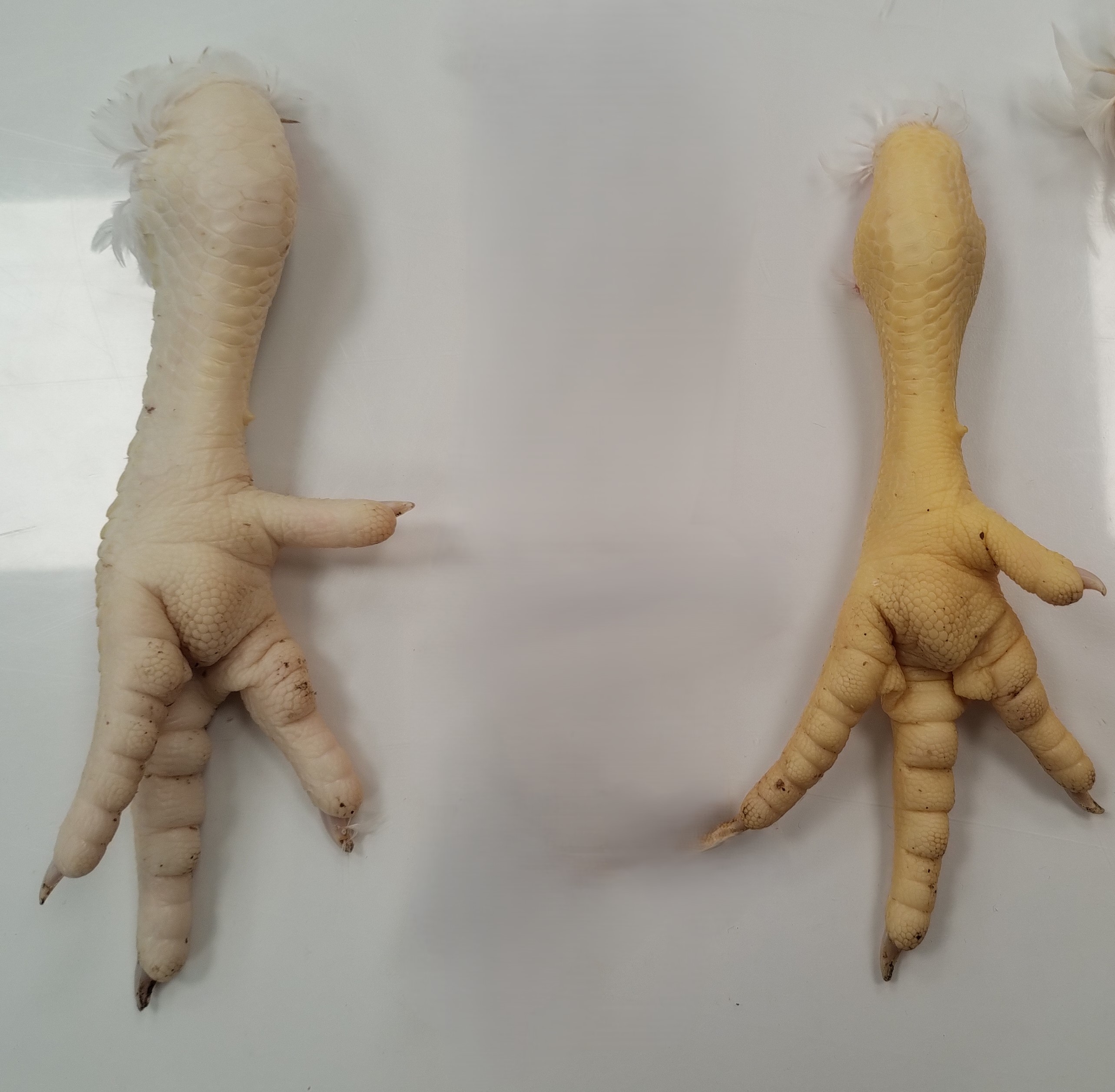 pootjes